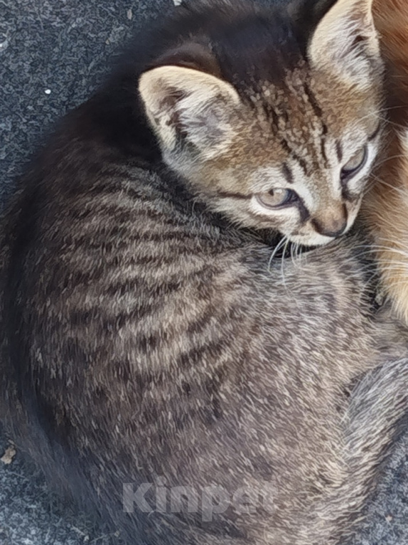 Кошки в Майкопе: Котенок в добрые руки Девочка, Бесплатно - фото 2