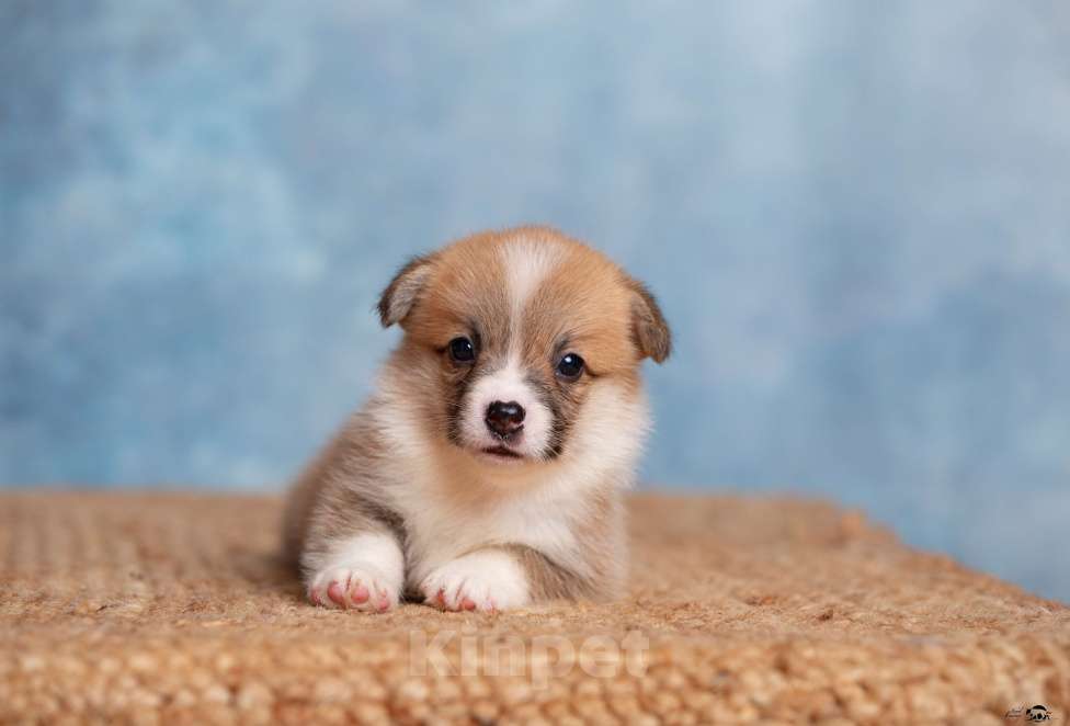 Собаки в Смоленске: Мальчики Мальчик, Бесплатно - фото 3