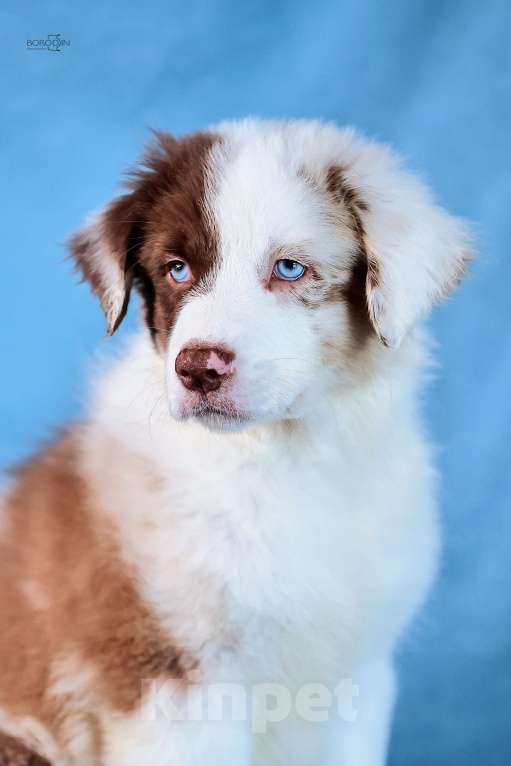 Собаки в других городах Новосибирской области: Щенки австралийской овчарки Мальчик, Бесплатно - фото 3