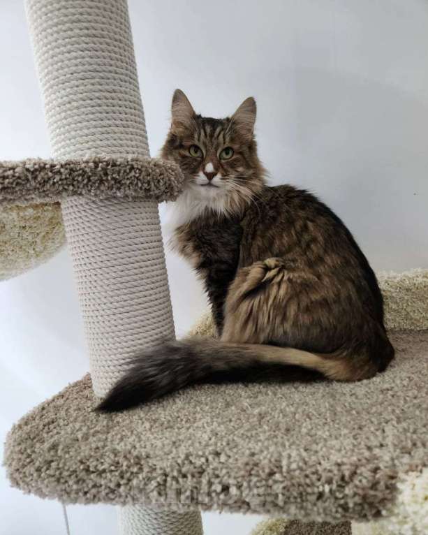 Кошки в Москве: Пушистая Рыська грустит в приюте 💔 Девочка, Бесплатно - фото 2