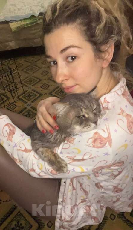 Кошки в Москве: Пристраивается красивейший крупный серый кот по имени Котя. Мальчик, Бесплатно - фото 3