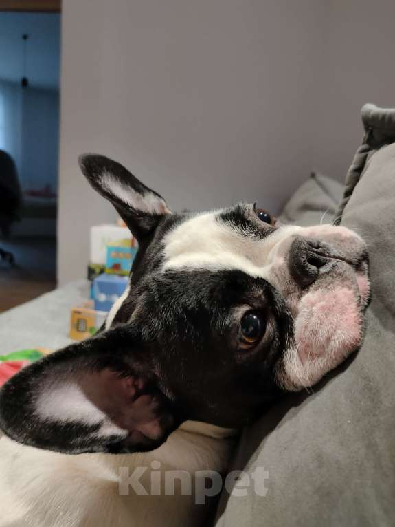Собаки в Кемерово: Французский бульдог в добрые руки Девочка, Бесплатно - фото 2