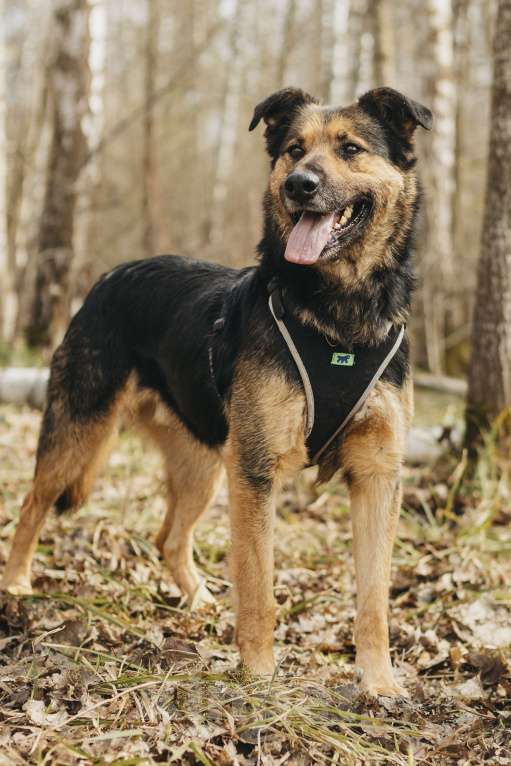 Собаки в Москве: Собака в добрые руки Мальчик, Бесплатно - фото 5