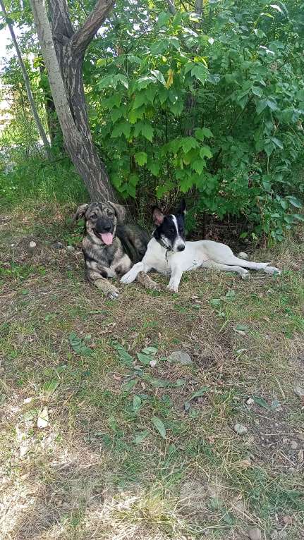 Собаки в Иркутске: Отдаём лучшего щенка Мальчик, Бесплатно - фото 4