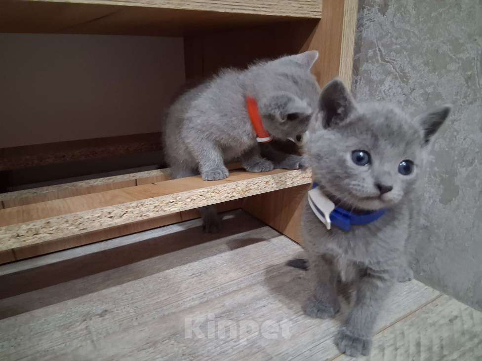 Кошки в Казани: Мальчика  Мальчик, 50 000 руб. - фото 3