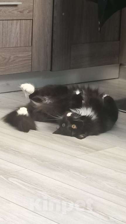 Кошки в Королеве: Молодая кошка, на вязку. Девочка всего 3 годика.  Девочка, Бесплатно - фото 1