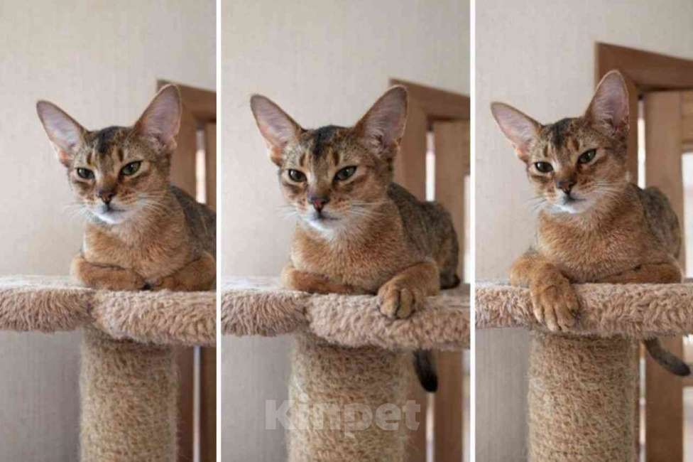 Кошки в Старом Купавне: Абиссинская кошечка дикого окраса (очень активная) Девочка, 60 000 руб. - фото 1