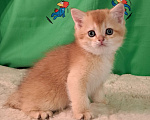 Кошки в Москве: Золотая шиншилла Шотландский котёнок Мальчик, 30 000 руб. - фото 5