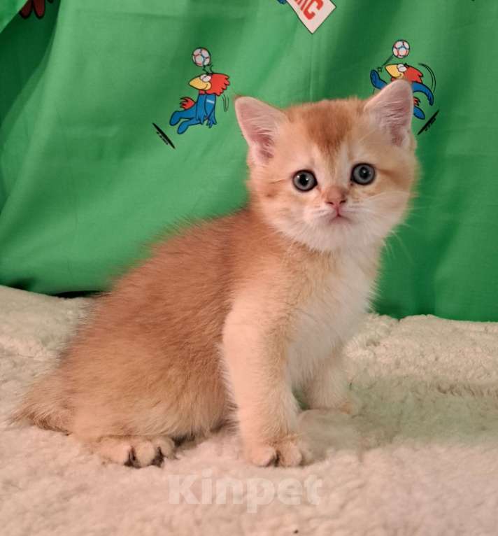 Кошки в Москве: Золотая шиншилла Шотландский котёнок Мальчик, 30 000 руб. - фото 5