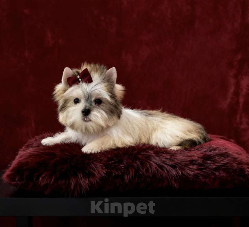 Собаки в Москве: Йорк мини девочка бэби фейс. Голддаст йорк из питомника Девочка, 80 000 руб. - фото 9