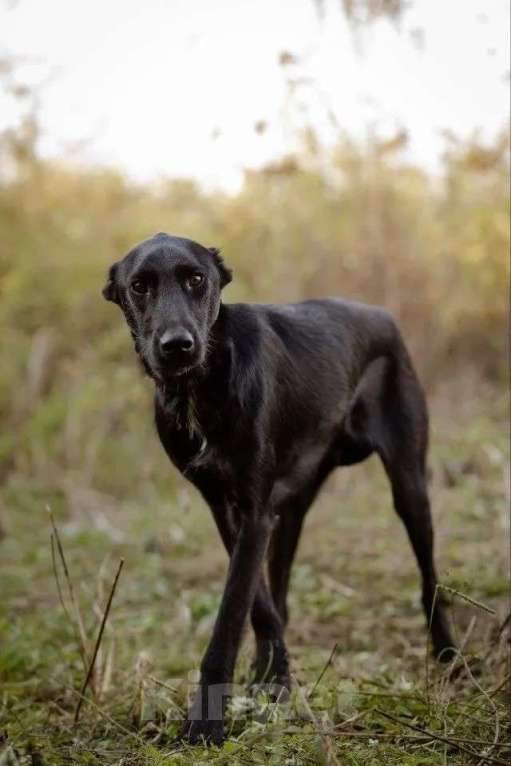 Собаки в Москве: Чудесный Лорд ищет свою семью Мальчик, Бесплатно - фото 2