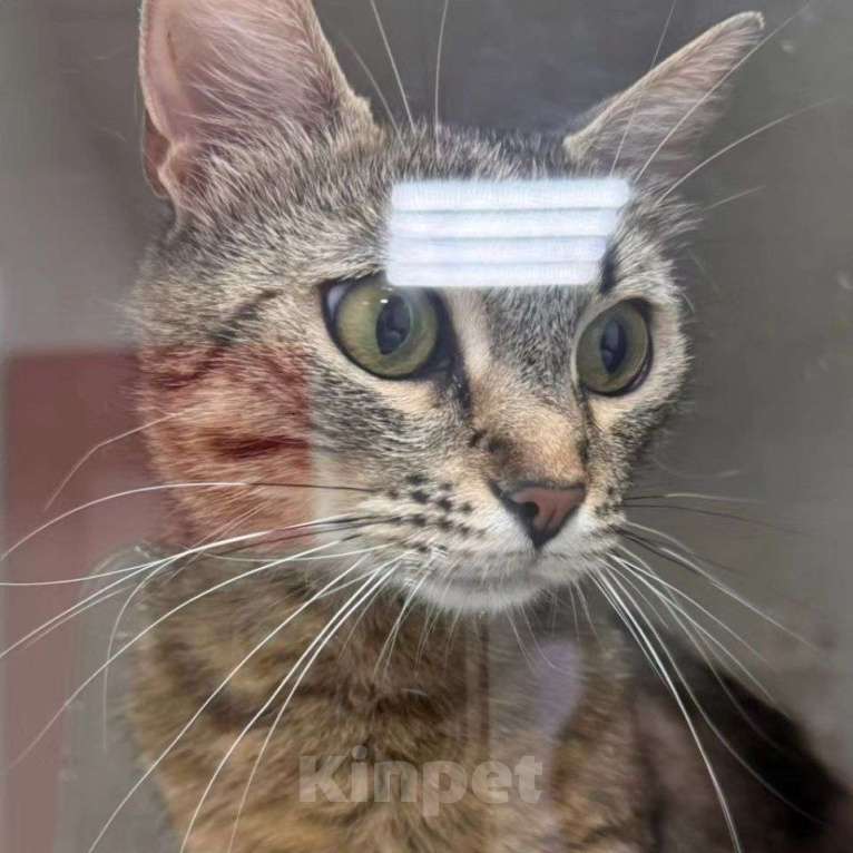 Кошки в Москве: Кошечка Поля грустит в боксе клиники — ее некуда забирать Девочка, Бесплатно - фото 2