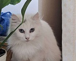 Кошки в Москве: Кошечка Эльза в добрые руки Девочка, Бесплатно - фото 7
