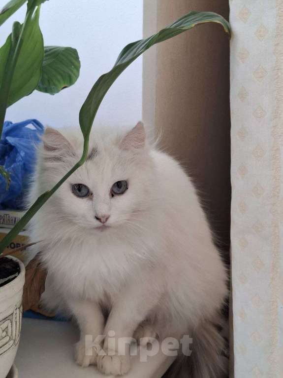 Кошки в Москве: Кошечка Эльза в добрые руки Девочка, Бесплатно - фото 7