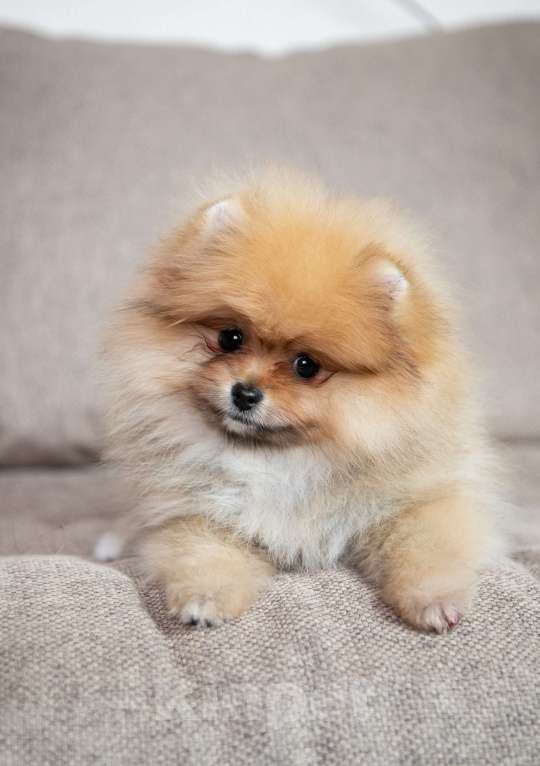 Собаки в Копейске: Померанский шпиц щенок Девочка, 45 000 руб. - фото 2