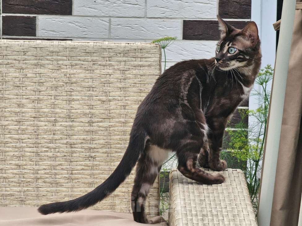 Кошки в Москве: Бенгальский котенок Мальчик, 25 000 руб. - фото 2