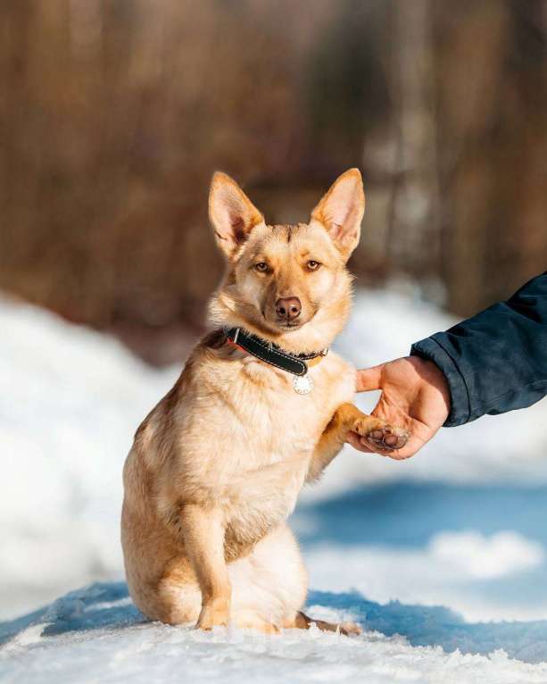 Собаки в других городах Московской области: Привет :) Я  - Тата Девочка, Бесплатно - фото 8