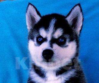Собаки в Новороссийске: Хаски Щенки Разных окрасов Разнополые, Бесплатно - фото 1