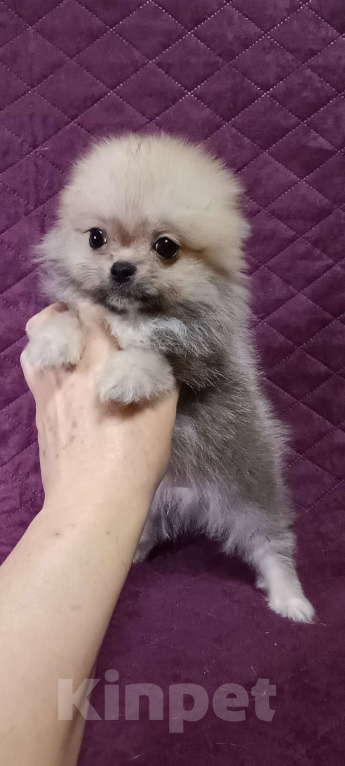 Собаки в Москве: Кукольный микро мальчик Мальчик, 30 000 руб. - фото 5