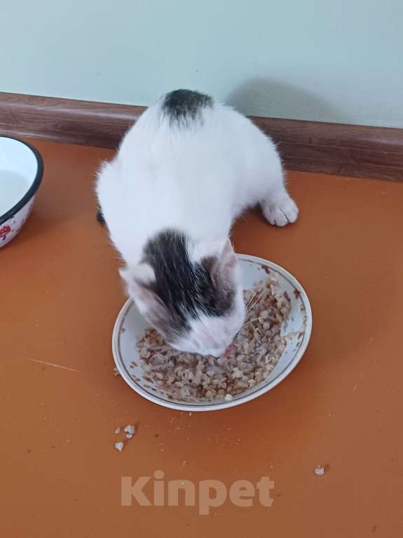 Кошки в других городах Пермского края: Кот Мальчик, Бесплатно - фото 3