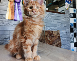 Кошки в других городах Ленинградской области: Котята мейн кун Мальчик, 50 000 руб. - фото 4