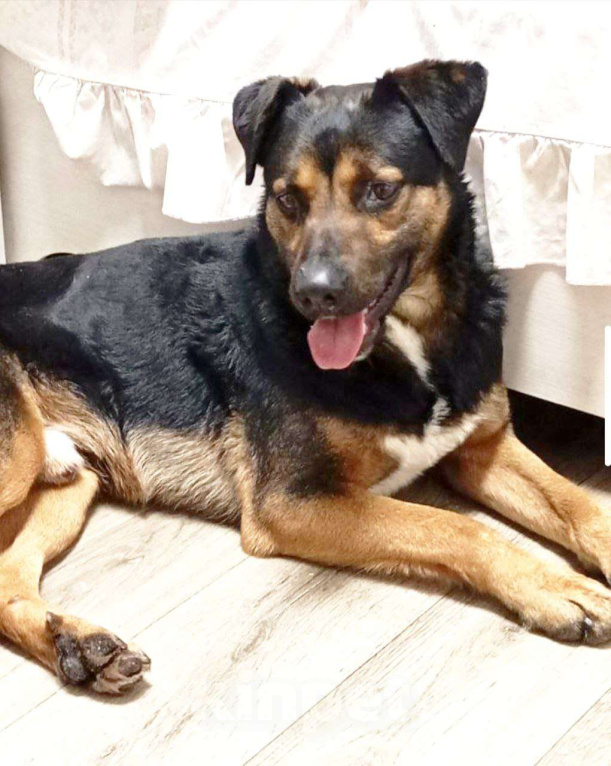 Собаки в Домодедово: Щенок Тим в добрые руки Мальчик, Бесплатно - фото 7