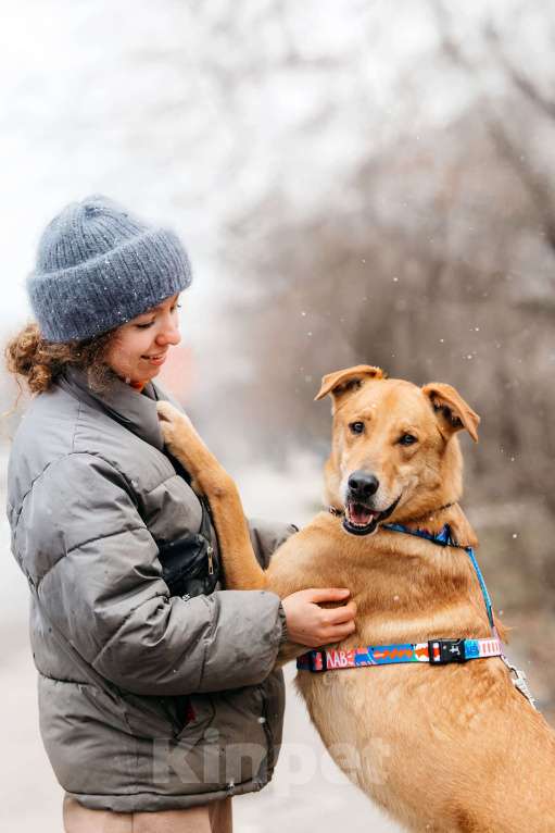 Собаки в Москве: Очень умный мальчик ищет семью. Банни из приюта в добрые руки Мальчик, Бесплатно - фото 6