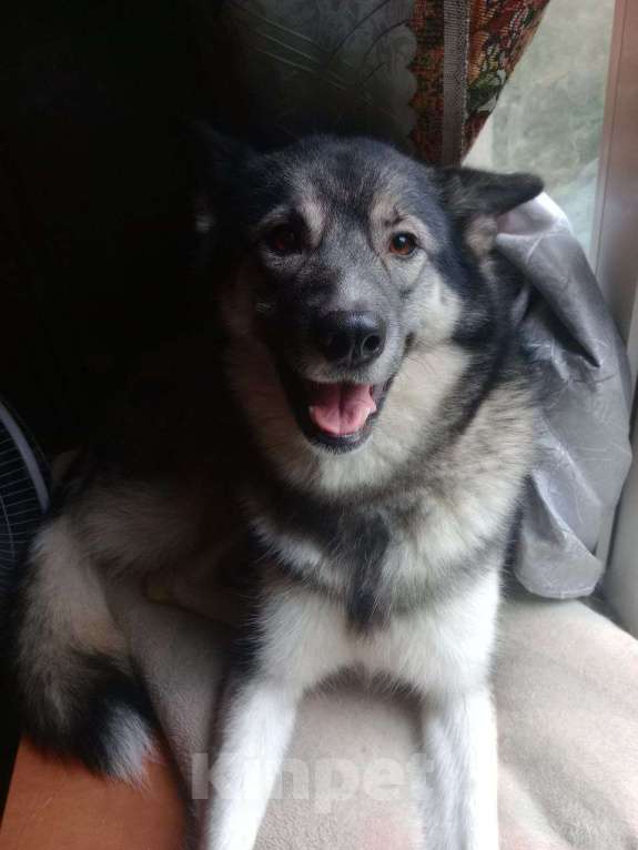 Собаки в Санкт-Петербурге: Отдам девочку в добрые руки Девочка, Бесплатно - фото 5