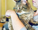 Кошки в Москве: Портос - кот со сложной судьбой в добрые руки Мальчик, Бесплатно - фото 6