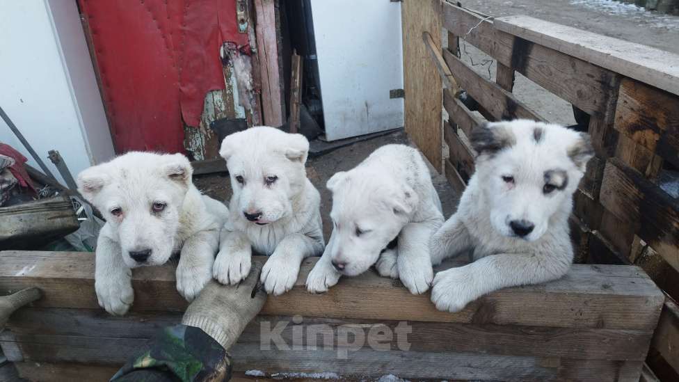 Собаки в Ликино-Дулево: Щенки алабая  Девочка, 30 000 руб. - фото 5