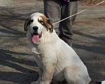 Собаки в Екатеринбурге: Ведем запись на щенков сао(алабай), 25 000 руб. - фото 4