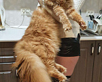Кошки в Лукоянове: Котята Мейн- кунята.Вам на радость!, 10 000 руб. - фото 2