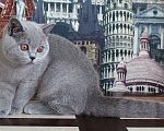 Кошки в Ульяновске: Британская кошечка Девочка, 25 000 руб. - фото 4