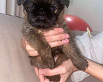Собаки в Омске: Продается щенок брюссельский гриффон Мальчик, 500 000 руб. - фото 1