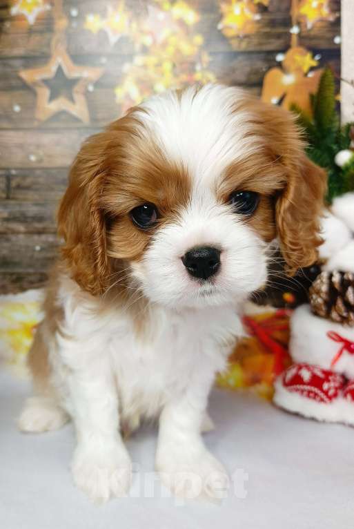 Собаки в Нижнем Новгороде: Щенок Мальчик, 100 000 руб. - фото 6