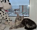 Кошки в Ярославле: Котята мэйн кун из питомника  Мальчик, 35 000 руб. - фото 2