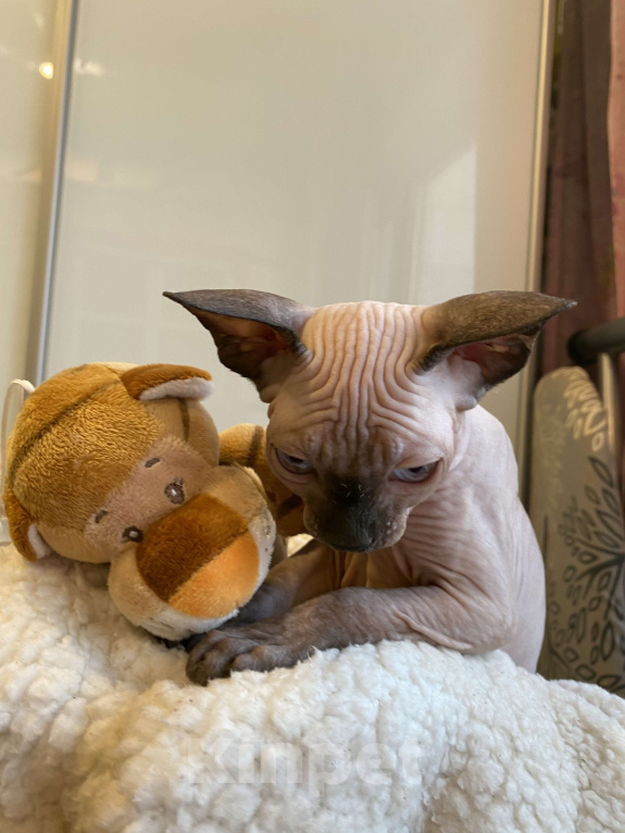 Кошки в Москве: Котёнок канадского сфинкса  Девочка, 35 000 руб. - фото 5