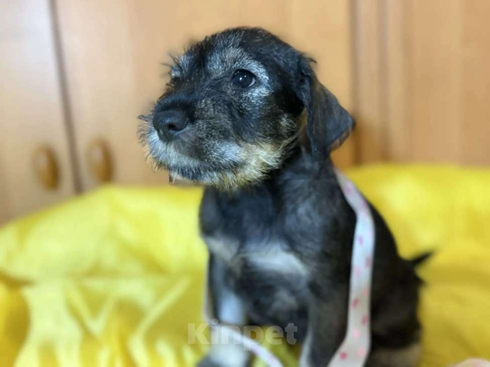 Собаки в Казани: Миттельшнауцер детки Девочка, 40 000 руб. - фото 8