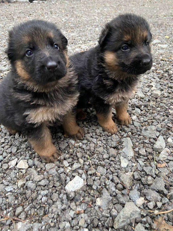 Собаки в Березовском: Щенки длинношерстной немецкой овчарки Мальчик, 15 000 руб. - фото 5
