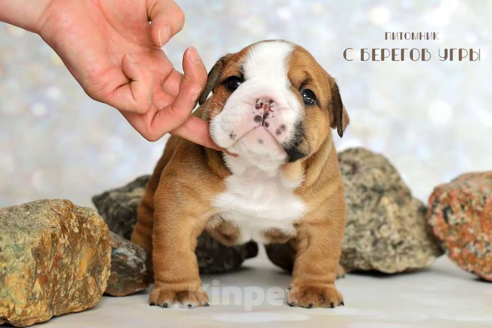 Собаки в Калуге: Английский бульдог мальчик Мальчик, 100 000 руб. - фото 1