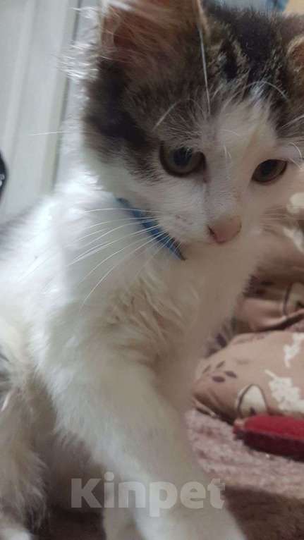 Кошки в Москве: метис турецкой ангоры ищет заботливые и добрые ручки Мальчик, 100 руб. - фото 1