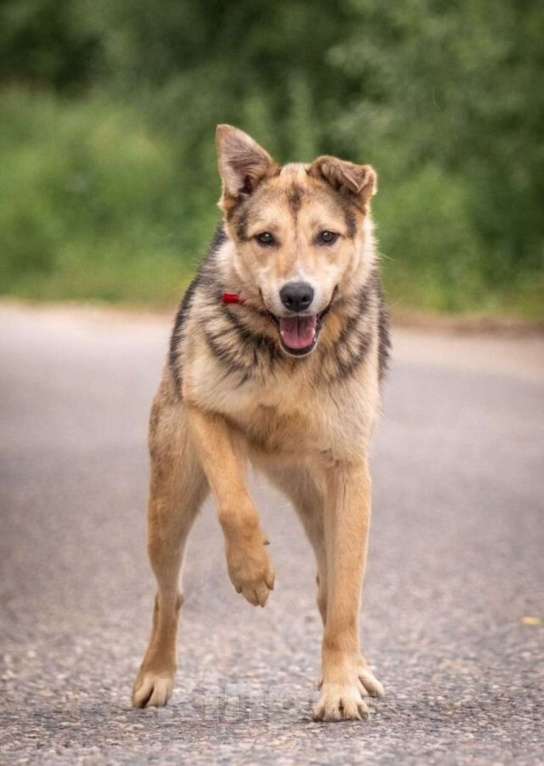 Собаки в других городах Владимирской области: Собака компаньон в самые лучшие добрые ручки! Девочка, Бесплатно - фото 7