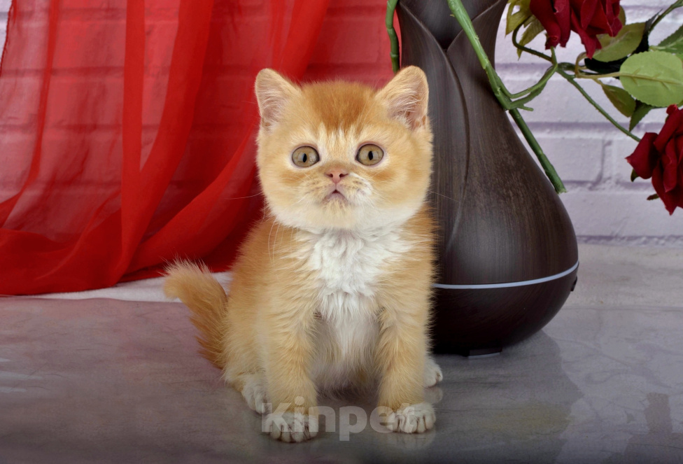 Кошки в Санкт-Петербурге: Британский солнечный котик Мальчик, 55 000 руб. - фото 4