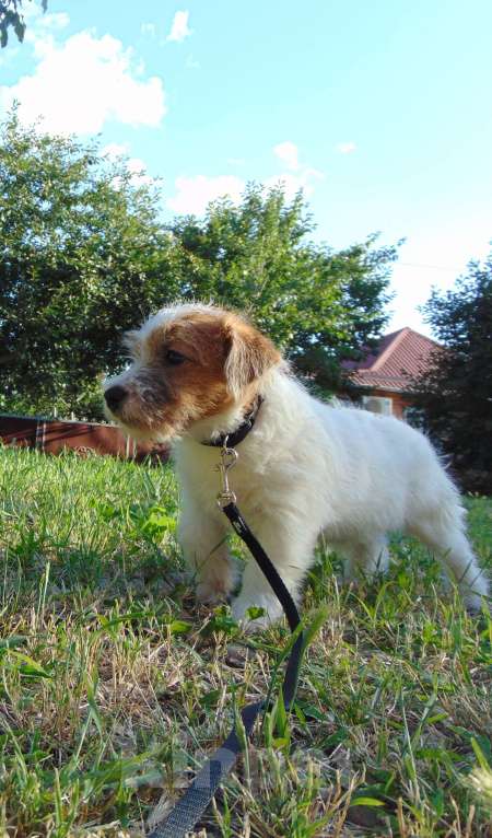 Собаки в Москве: Высокопородный щенок Джек Рассел терьера жесткошерстный Мальчик, Бесплатно - фото 5