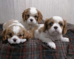 Собаки в Москве: Кавалер Кинг Чарльз спаниель щеночки.  Девочка, 110 000 руб. - фото 2