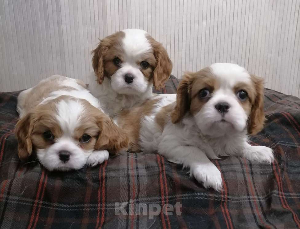 Собаки в Москве: Кавалер Кинг Чарльз спаниель щеночки.  Девочка, 110 000 руб. - фото 2