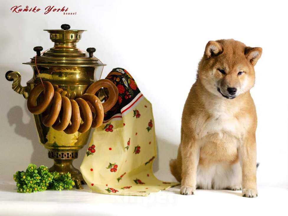 Собаки в Воркуте: Сиба ину девочка с документами РКФ Девочка, 75 000 руб. - фото 7