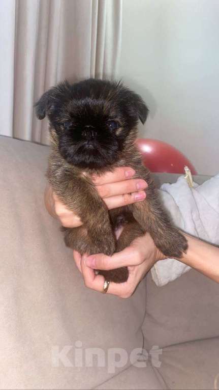 Собаки в Омске: Продается щенок брюссельский гриффон Мальчик, 500 000 руб. - фото 1