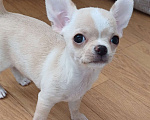 Собаки в Санкт-Петербурге: Малыши чихуахуа Мальчик, 30 000 руб. - фото 3