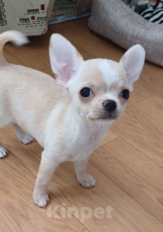 Собаки в Санкт-Петербурге: Малыши чихуахуа Мальчик, 30 000 руб. - фото 3